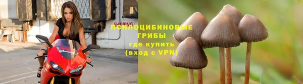 крисы Алзамай